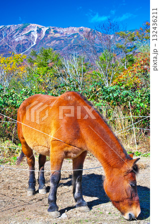 紅葉の白馬岩岳マウンテンリゾート 132436211