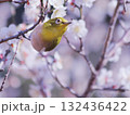 春の梅の花とメジロ 132436422