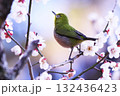 春の梅の花とメジロ 132436423
