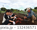 さつまいもを収穫する家族 132436571