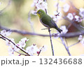 美しい背景と梅の花とメジロ 132436688