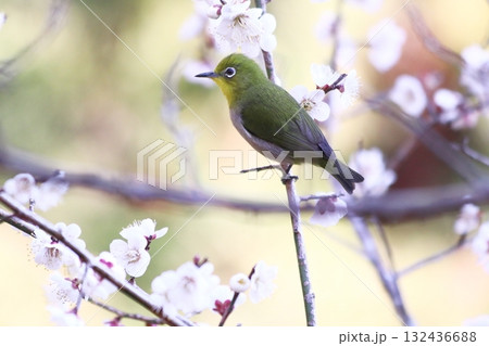 美しい背景と梅の花とメジロ 美しい背景と梅の花とメジロ 132436688