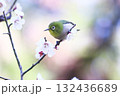 美しい背景と梅の花とメジロ 132436689