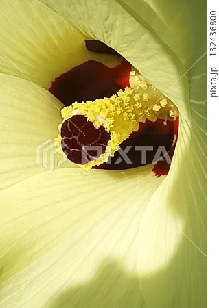 オクラの花　オクラ　アップ　グラフィック素材 132436800