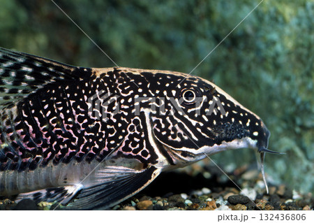 コリドラス・バルバータス アップ ナマズの仲間 コリドラス・バルバータス アップ ナマズの仲間 132436806