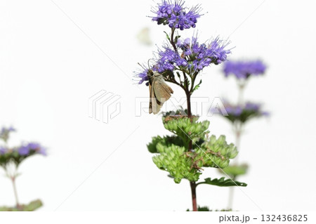 秋の庭に咲く紫色のダンギクの花の蜜を吸うチャバネセセリ蝶 秋の庭に咲く紫色のダンギクの花の蜜を吸うチャバネセセリ蝶 132436825