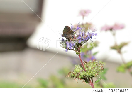 秋の庭に咲く紫色のダンギクの花の蜜を吸うヤマトシジミ蝶 秋の庭に咲く紫色のダンギクの花の蜜を吸うヤマトシジミ蝶 132436872