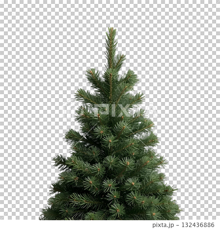 spruce tree isolated on white background 132436886