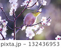 梅の枝に止まるメジロ 132436953