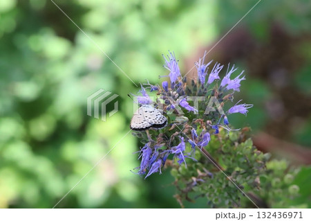 秋の庭に咲く紫色のダンギクの花の蜜を吸うヤマトシジミ蝶 132436971