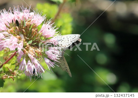 秋の庭に咲く薄桃色のダンギクの花の蜜を吸う2匹のヤマトシジミ蝶 秋の庭に咲く薄桃色のダンギクの花の蜜を吸う2匹のヤマトシジミ蝶 132437145