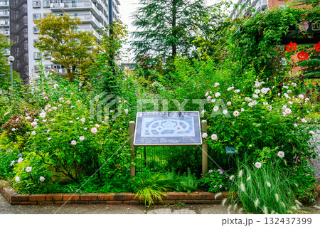 東京都練馬区　四季の香ローズガーデン　秋バラの季節 132437399