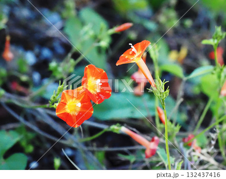 雨上がりのマルバルコウの花(オレンジ色の丸葉縷紅草) 雨上がりのマルバルコウの花(オレンジ色の丸葉縷紅草) 132437416