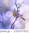 梅の枝に止まるメジロ 132437422