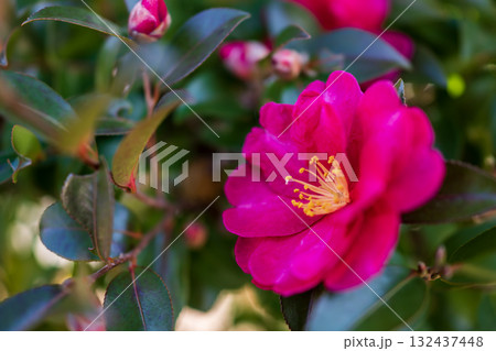 赤いサザンカの花 赤いサザンカの花 132437448