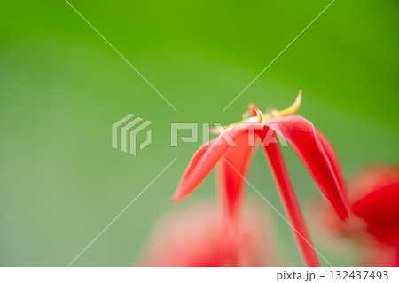 イクソラ 132437493