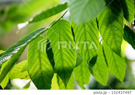 イランイランノキ イランイランノキ 132437497