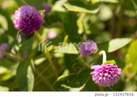 可愛らしい千日紅 132437658