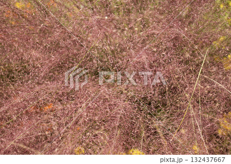 ピンク色のミューレンベルギア・カピラリス 132437667