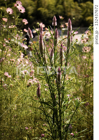 秋のケイトウ 秋のケイトウ 132437672