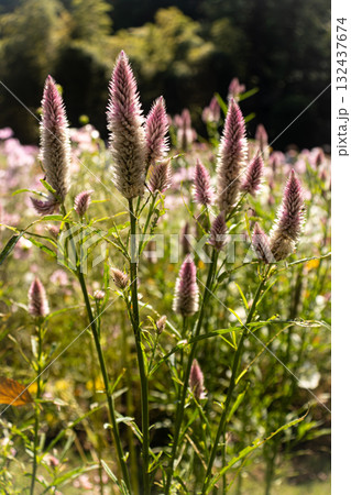 秋のケイトウ 秋のケイトウ 132437674