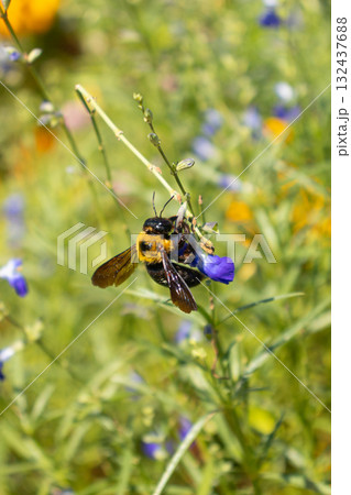 青い花の蜜を吸うミツバチ 132437688