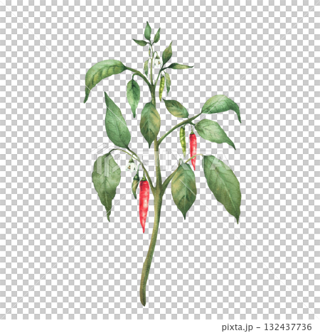 Chili pepper plant with red end green pepper pods, flowers and leaves. Botanical hand drawn watercolor illustration. Hot red spicy vegetables for food, spice label, gardening. Isolated from background 132437736