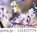 梅の枝に止まるメジロ 132437779