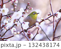 満開の梅の花とメジロ 132438174