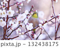 満開の梅の花とメジロ 132438175