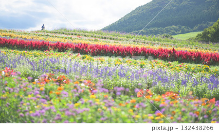 清々しい花畑 やくらいガーデン快晴の日 宮城県 清々しい花畑 やくらいガーデン快晴の日 宮城県 132438266