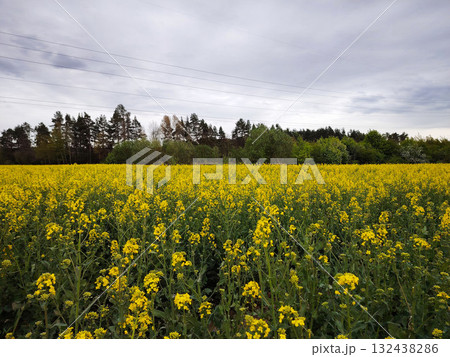 Yellow rapeseed field under a cloudy sky. Yellow rapeseed field under a cloudy sky. 132438286