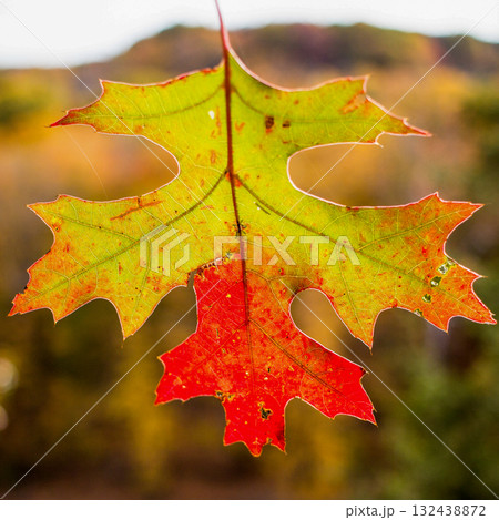 Oak Leaf with Red and Green Autumn Colors Oak Leaf with Red and Green Autumn Colors 132438872