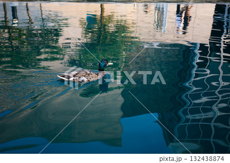 Mallard Duck Swimming in Abstract Reflective Urban Water Mallard Duck Swimming in Abstract Reflective Urban Water 132438874