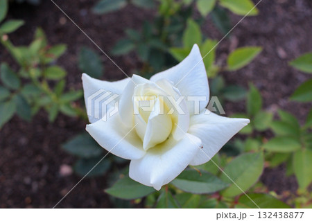 Pure White Rose Flower Blooming in Garden 132438877