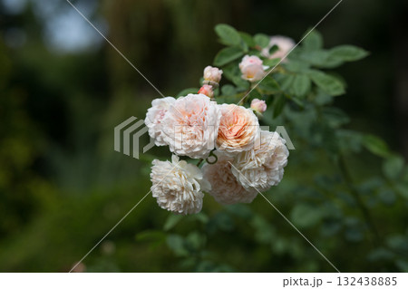 Cluster of Pale Pink and Peach Garden Roses on Bush 132438885