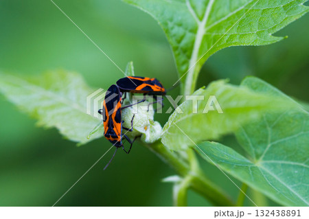 Macro Close-up of Two Orange and Black Milkweed Bugs on a Leaf Macro Close-up of Two Orange and Black Milkweed Bugs on a Leaf 132438891