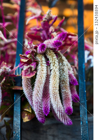 Fuzzy Purple and White Celosia Flower Fuzzy Purple and White Celosia Flower 132438894