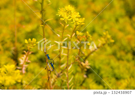 Blue Damselfly Resting on Yellow Sedum Plant Macro Blue Damselfly Resting on Yellow Sedum Plant Macro 132438907