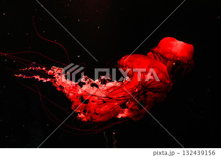 Pacific sea nettles, aquatic animals in the sea Pacific sea nettles, aquatic animals in the sea 132439156