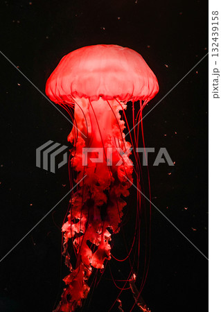 Pacific sea nettles, aquatic animals in the sea 132439158