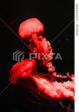 Pacific sea nettles, aquatic animals in the sea 132439160
