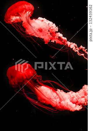 Pacific sea nettles, aquatic animals in the sea 132439162