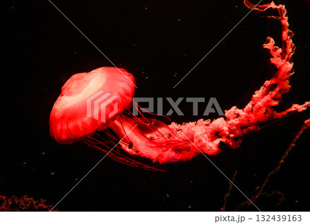 Pacific sea nettles, aquatic animals in the sea 132439163