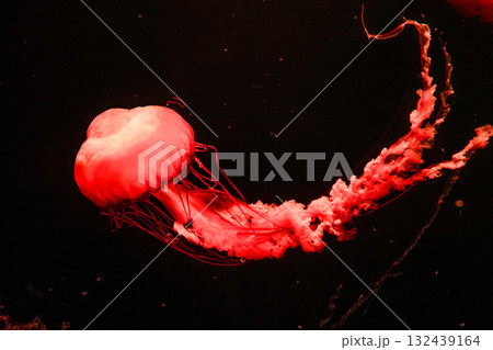 Pacific sea nettles, aquatic animals in the sea 132439164