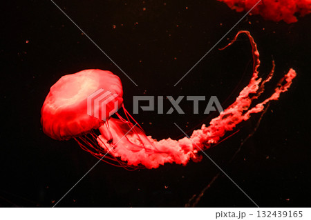 Pacific sea nettles, aquatic animals in the sea 132439165
