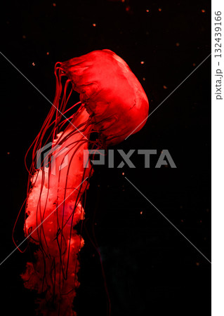 Pacific sea nettles, aquatic animals in the sea Pacific sea nettles, aquatic animals in the sea 132439166