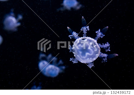 Marbled Jellyfish, aquatic animals in the sea 132439172