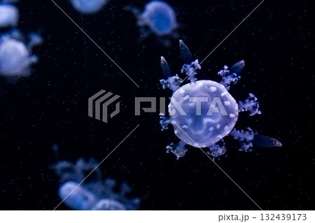 Marbled Jellyfish, aquatic animals in the sea Marbled Jellyfish, aquatic animals in the sea 132439173