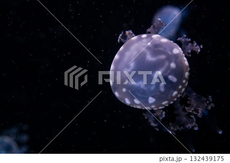 Marbled Jellyfish, aquatic animals in the sea Marbled Jellyfish, aquatic animals in the sea 132439175